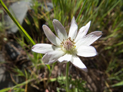 Anemone tuberosa
