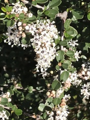 Ceanothus megacarpus