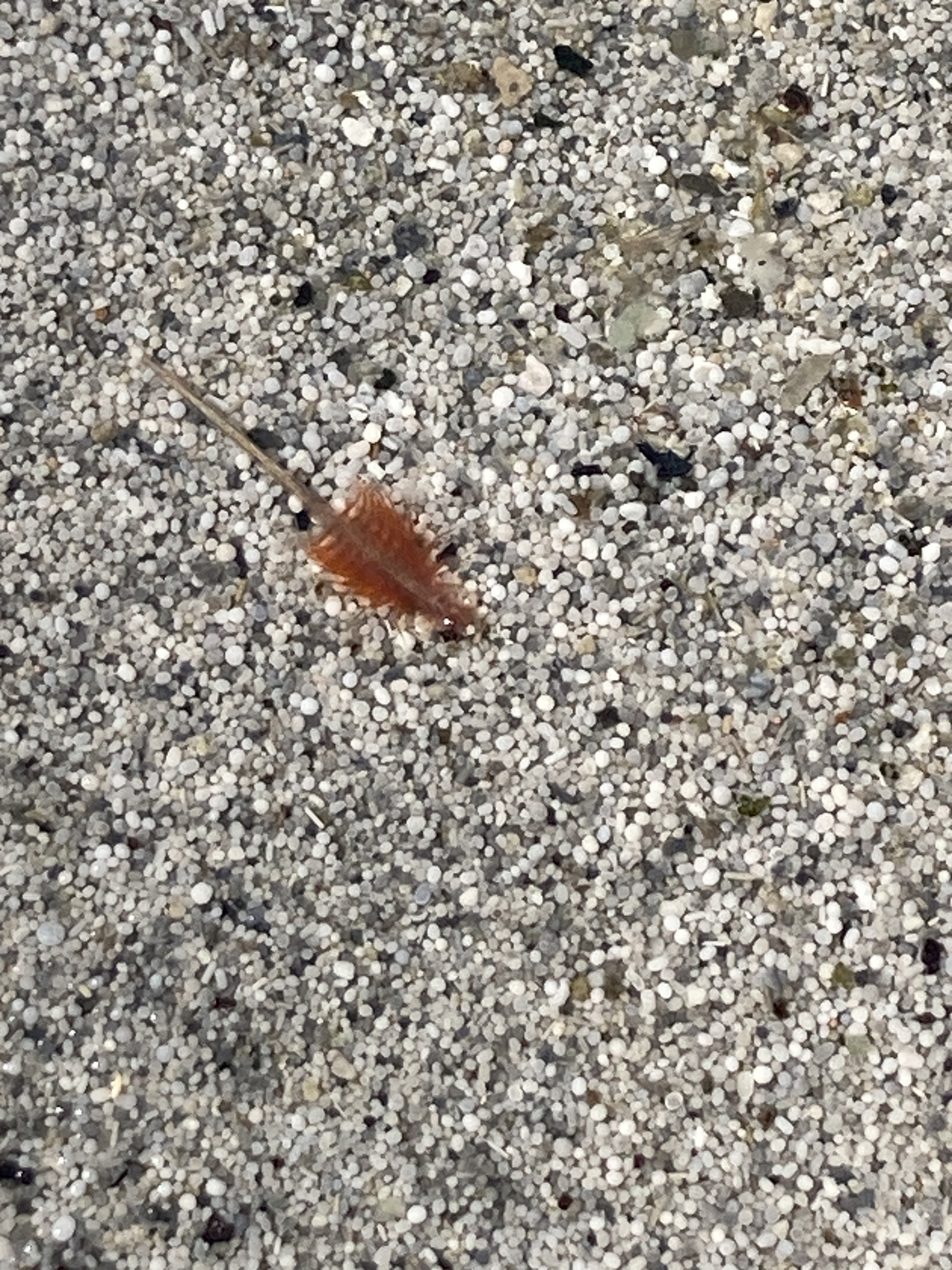 Artemia monica Verrill, 1869