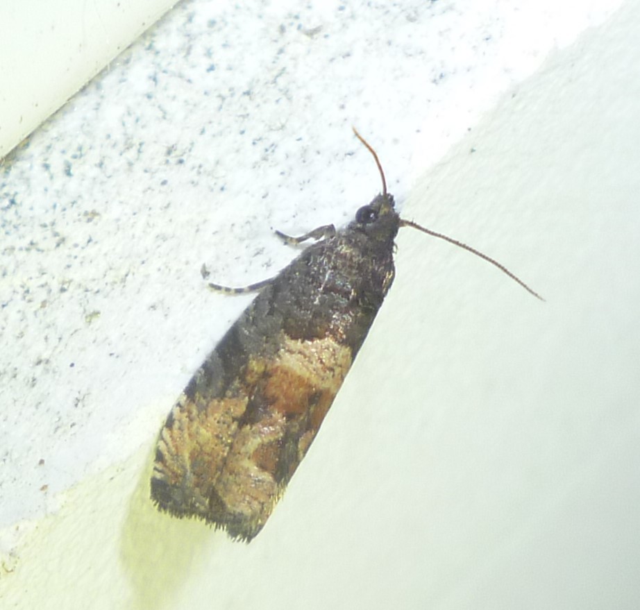 Impudent Hulda Moth