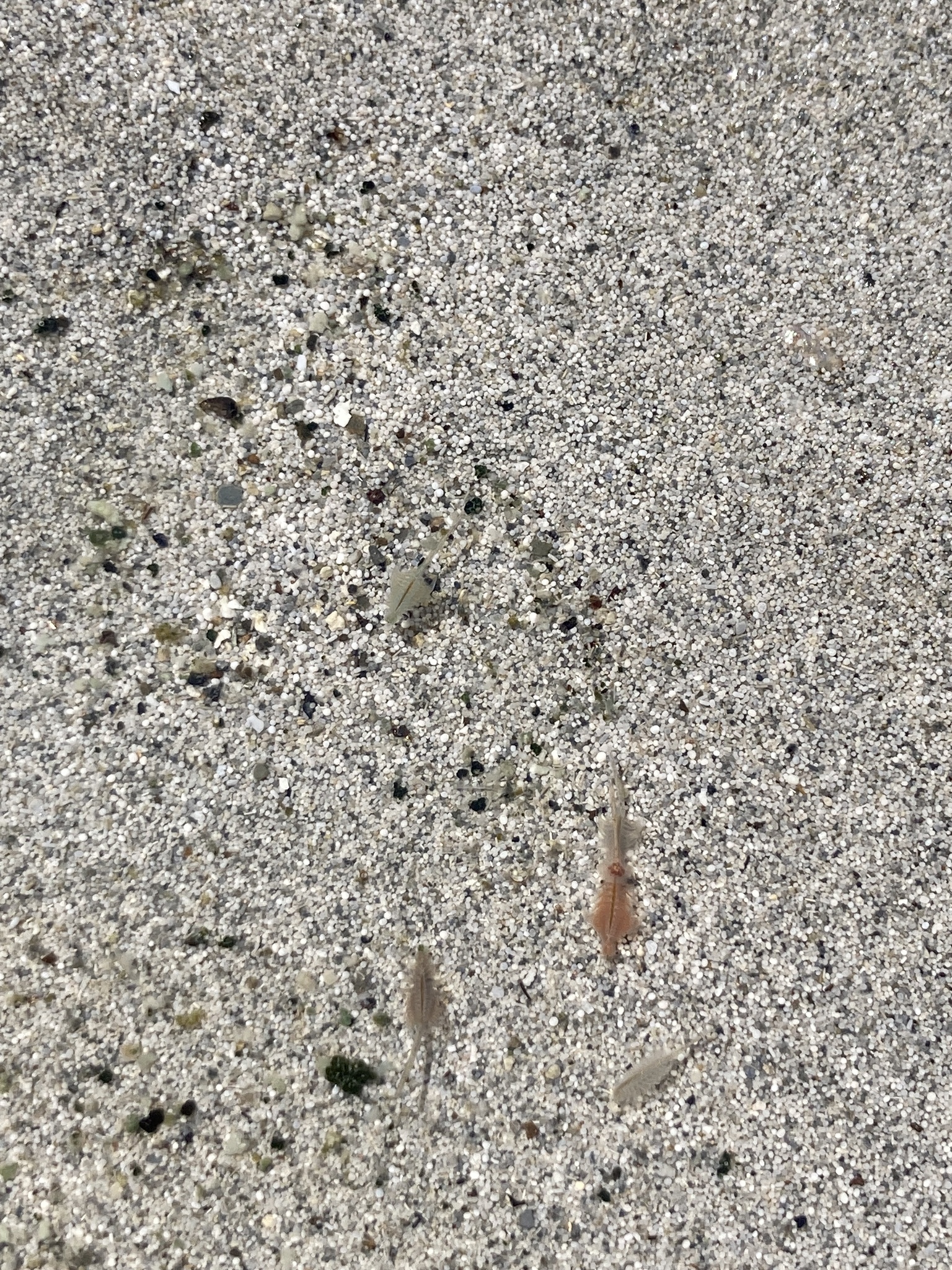Artemia monica Verrill, 1869