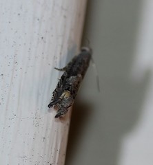 Epiblema minutana