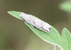 Epiblema minutana