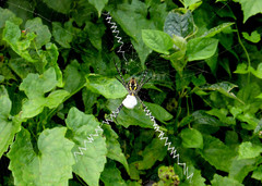 Argiope