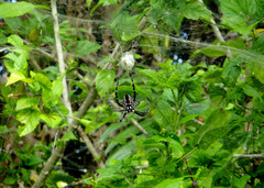 Argiope