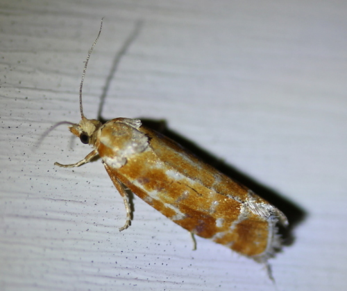 European Pine Shoot Moth photo 5