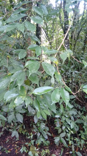 Pleradenophora tuerckheimiana, 2017-10-13