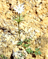 Anemone okennonii