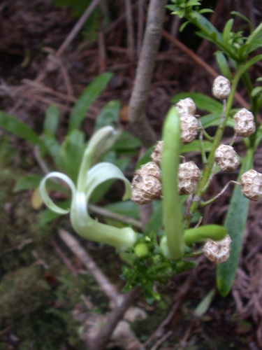 Trematolobelia grandifolia observed 2008-03-15