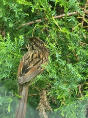 Melospiza melodia image