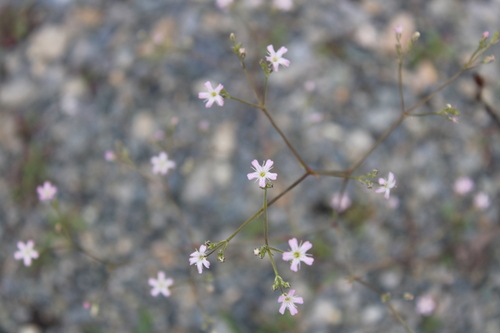 Gypsophila