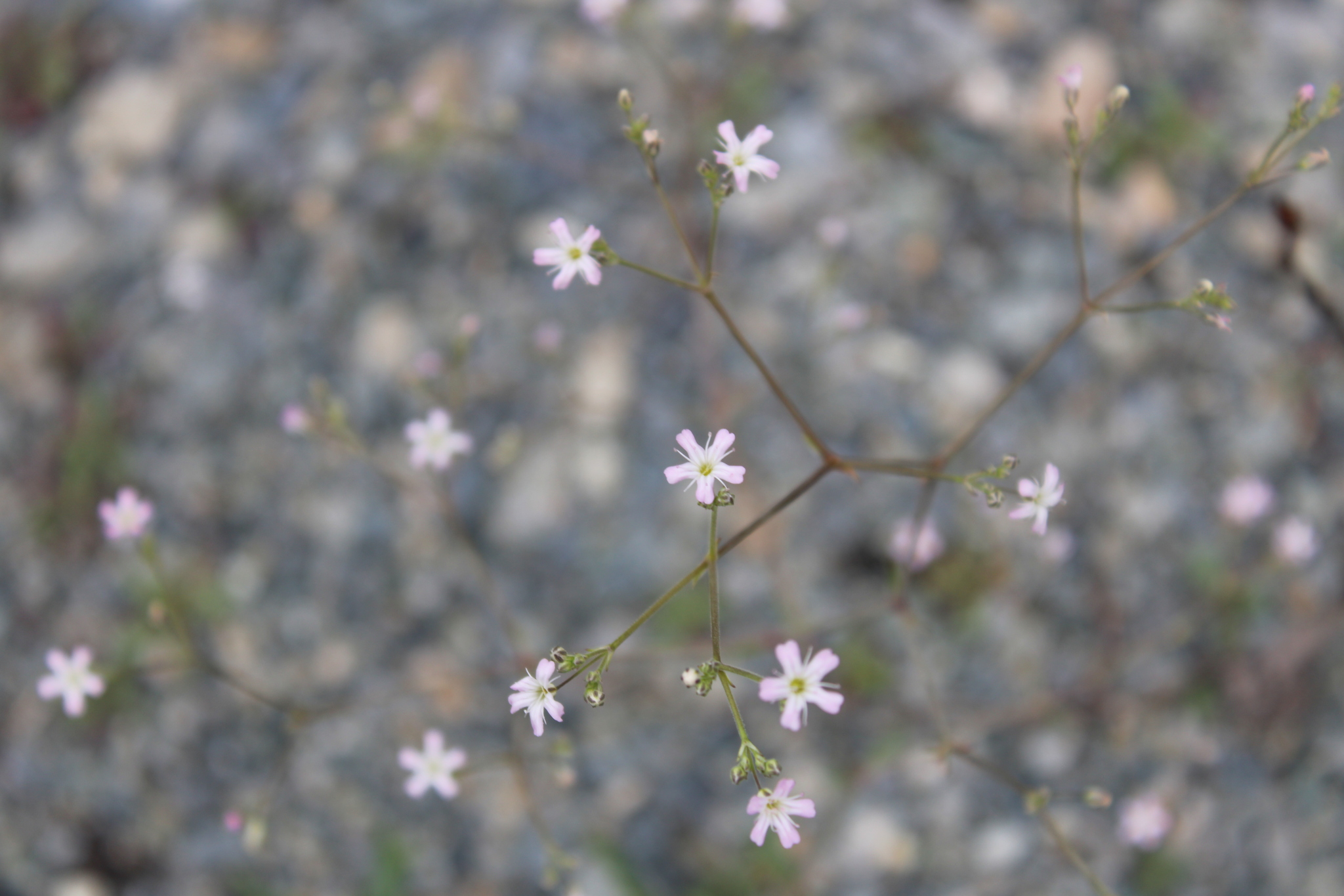 Gypsophila