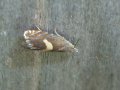 Dichrorampha simulana