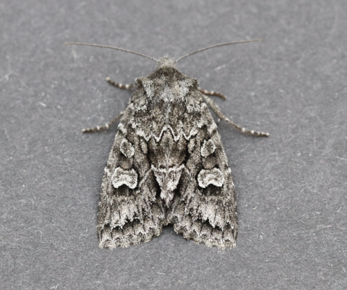 Acadian Sallow photo 2