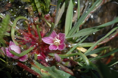 Lewisia pygmaea