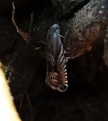 Grapholita eclipsana