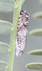 Ofatulena duodecemstriata