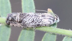Ofatulena duodecemstriata