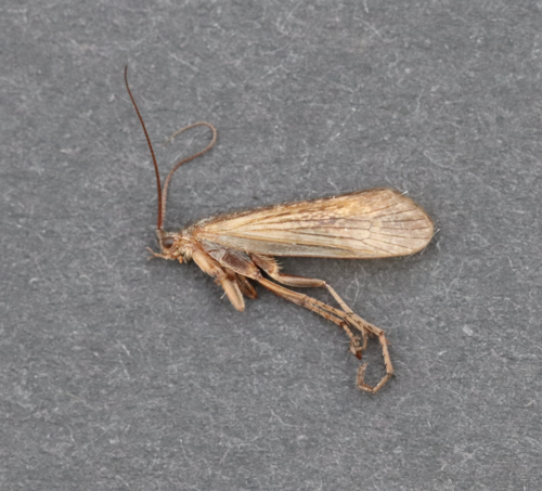 Limnephilus major