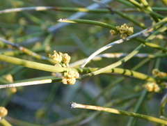 Ephedra fasciculata