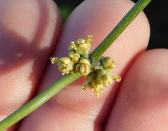 Ephedra fasciculata