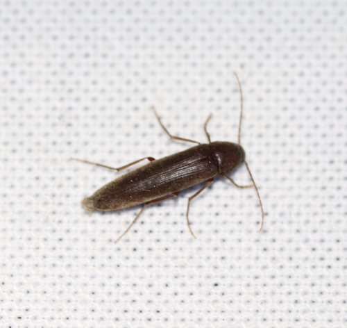 Striated False Darkling Beetle