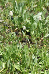 Bistorta bistortoides