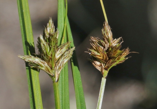 Carex subfusca observed 2023-07-21