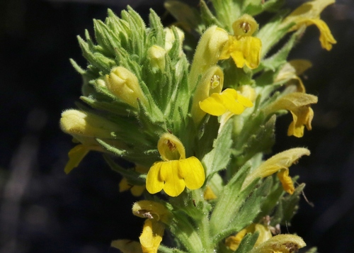 Bellardia viscosa observed 2023-07-21