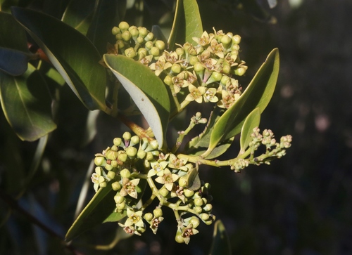 Santalum paniculatum