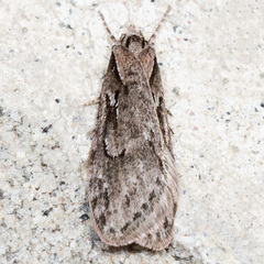Semioscopis aurorella