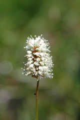 Bistorta bistortoides