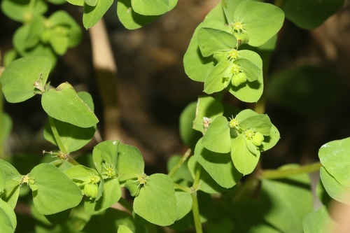 Euphorbia peplus, 2023-07-21