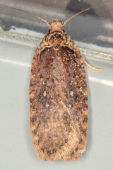 Agonopterix clemensella