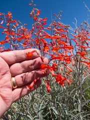 Penstemon subulatus