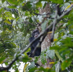 Pan troglodytes verus