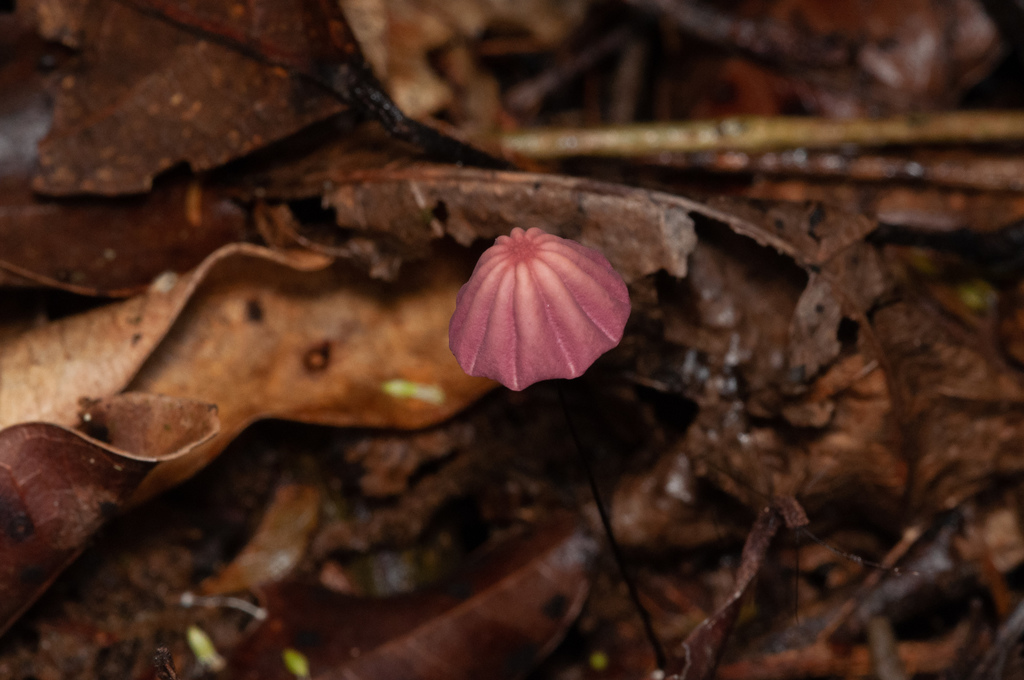 Marasmius haematocephalus · January 2019 · photo: © mirmeleon (iNaturalist, cc-by-sa)