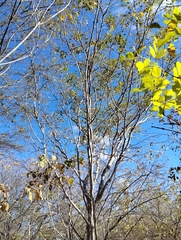Cenostigma nordestinum, photograph Breno Figueiredo, CC BY, iNaturalist via GBIF