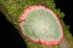 Herpothallon