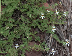 Jamesbrittenia pristisepala