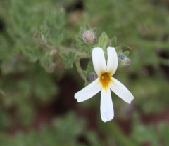 Jamesbrittenia pristisepala