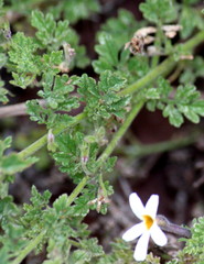 Jamesbrittenia pristisepala