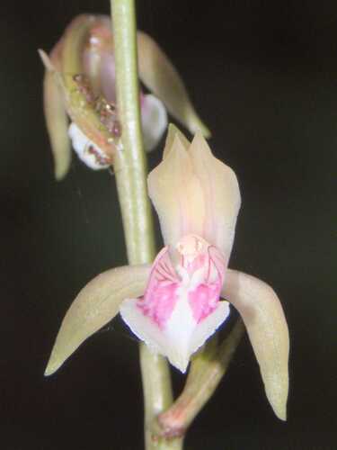 Monk Orchid