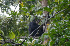 Pan troglodytes verus