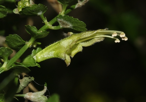 Stenogyne microphylla