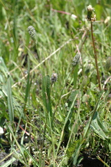 Carex straminiformis