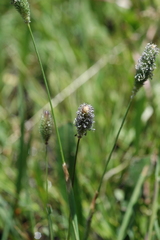 Carex straminiformis