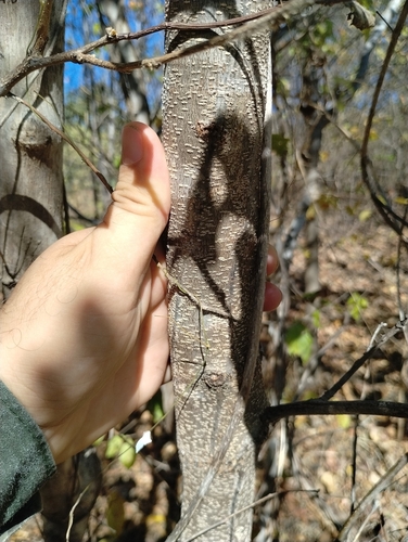 Piptadenia retusa, photograph 6