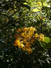 Rumfordia floribunda