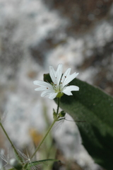 Pseudostellaria jamesiana